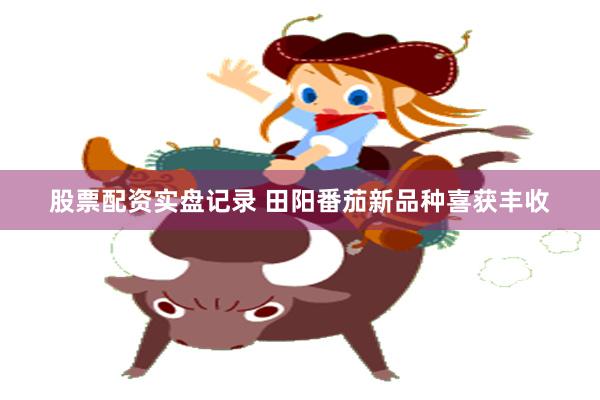 股票配资实盘记录 田阳番茄新品种喜获丰收